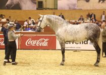 PANADERO LVIII DE SHORT PETIT OCTAVO PUESTO EN SEMENTALES ADULTOS