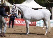 PELUSA XXIX DE YEGUADA EL PRINCIPADO ESPAÑA PLATA EN YEGUAS ADULTAS