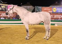 PICARA DE RAMOS CAMPEONA JOVEN