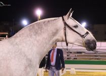 PICARA DE RAMOS ORO EN POTRAS DE 3 AÑOS Y CAMPEONA JOVEN DEL CONCURSO