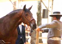 PRIMAVEAR MZ DE Y. BATAN CAMPEONA JOVEN DEL CONCURSO