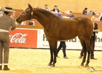 PRIMAVERA MZ DE MARIA ZARA PEREZ CAMPEONA DEL MUNDO EN POTRAS DE DOS AÑOS. PRESENTA EL MAESTRO MANUEL MIRAIME