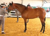 PRIMAVERA MZ DE MARIA ZARA PEREZ SUBCAMPEONA JOVEN EQUISUR 2016. PRESENTA MANUEL MIRAIME