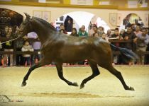 PRIMAVERA MZ DE MARIA ZARA SUBCAMPEONA DEL MUNDO DE MOVIMIENTOS Y CAMPEONA JOVEN  DEL MUNDO 2016