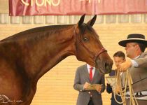 PRIMAVERA MZ DE YEGUADA BATAN CAMPEONA JOVEN EQUISUR. PRESENTA MANUEL MIRAIME