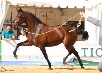 PRIMAVERA MZ DE YEGUADA BATAN CAMPEONA JOVEN Y MEJORES MOVIMIENTOS JOVENES