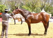 PRIMAVERA MZ DE Y . BATAN CAMPEONA JOVEN DEL CONCURSO