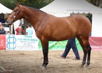 QUERIDA MANGO DE Y. ANDIC PLATA EN POTRAS DE 2 AÑOS