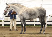 RAMBLA MOR DE  LAS MORERIAS CAMPEONA DEL CONCURSO