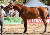 ROCIERA MANGO DE Y. ANDIC PRIMER PUESTO Y MEJORES MOVIMIENTOS EN YEGUAS DE 2 AÑOS