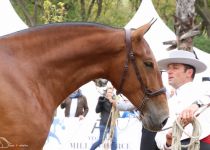 ROCIERA MANGO DE Y. ANDIC SUBCAMPEONA JOVEN SERVA 2016