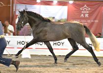 ROCIERO DE VARA PLATA EN POTROS DE DOS ANOS