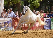 ROMERO DE TRUJILLO CAMPEON DEL CONCURSO Y CAMPEON DE MOVIMEINTOS