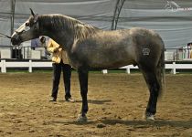 ROMERO VG DE RANCHO EL ROCIO BRONCE EN POTROS DE TRES AÑOS