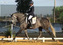 RUIDOSO XVI DE Y. CONDESA DE BARDEAU CAMPEON DEL CONCURSO Y SUBCAMPEON ABSOLUTO DE FUNCIONALIDAD