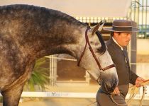 RUIDOSO XVI DE Y. CONDESA DE BARDEAU PRESETANDO POR J.M. TABLA