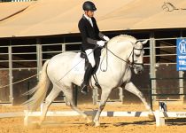 SEVILLANO G III DE CORTIJO LA MORALEJA ESPAÑA CAMPEON DE FUNCIONALIDAD DEL CONCURSO