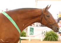 SE DUQUESA DE Y. SANTA ELENA CAMPEONA JOVEN DEL CONCURSO