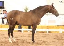 SE OJEADO II DE Y. SANTA ELENA BRONCE EN POTROS DE DOS AÑOS