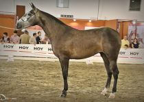 SILVANA DE LA ROSA DE Y. MANUEL MARTINEZ ESP BRONCE EN POTRAS DE 3 AÑOS