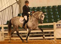 SIMPATICO DE MILLAN III DE Y MILLAN HERCE CAMPEON EQUISUR 2017. MONTA JOSE ALVAREZ