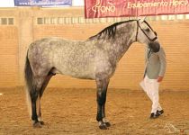 SIMPATICO DE MILLAN III ORO EN SEMENTALES DE 5 Y 6 ANOS Y CAMPEON DEL CONCURSO