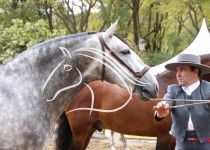 SIMPATICO DE MILLAN III SUBCAMPEON SERVA 2016