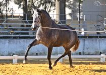 SIR ENAMORADA DE CORTIJO LA MORALEJA ESPAÑA CAMPEONA DE MOVIMIENTOS DEL CONCURSO