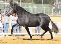 SIR ENAMORADA DE CORTIJO LA MORALEJA ESP CAMPEONA DE MEJORES MOVIMENTOS Y SUBCAMPEONA DEL CONCURSO