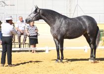 SIR ENAMORADA DE CORTIJO LA MORALEJA ESP CAMPEONA DE MEJORES MOVIMIENTOS Y SUBCAMPEONA DEL CONCURSO