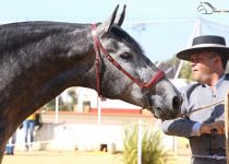 SIR ENAMORADA DE CORTIJO LA MORALEJA ESP SUBCAMPEONA DEL CONCURSO Y CAMPEONA DE MOVIMIENTOS