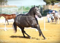 SIR ENAMORADA MEJORES MOVIMIENTOS DEL CONCURSO