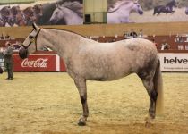 SOLITARIA XXXIII DE YEGUADA TRUJILLO CAMPEONA DEL MUNDO SICAB 2016  EN YEGUAS DE 5 Y 6 AÑOS