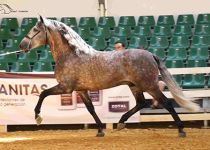 SUN CITY GAL DE MANUEL VERA CAMPEON ADULTO DE MEJORES MOVIMIENTOS
