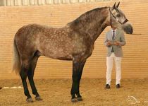 SUN CITY GAL DE MANUEL VERA SUBCAMPEON EQUISUR 2017