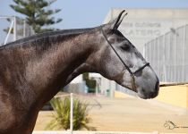 Silvana de la Rosa de Y. Manuel Martinez ESP oro en potras de 3 años