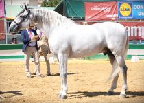 TESORO DE TORRELUNA CAMPEON DEL CONCURSO Y CAMPEON DE FUNCIONALIDAD