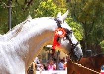 TESORO DE TORRELUNA SUBCAMPEON DE FUNCIONALIDAD