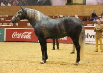 TIBERIO CANDAU II DE PLACERES RANCH PLATA EN POTROS DE TRES AÑOS