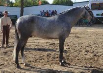 TORAL RJ DE RAMON JIMENEZ LA CIERVINA. BRONCE Y MEJOR FUNCIONALIDAD EN SEMENTALES DE 4 AÑOS