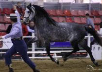 TRAGUS VDOS DE FINCA LO TACON SUBCAMPEON DEL CONCURSO Y CAMPEON ABSOLUTO FUNCIONALIDAD. PRESENTA MARIO PALOMINO