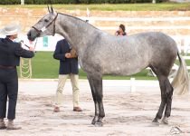 UNICA DE TAL DE CORTIJO LAS CASTAÑAS BRONCE EN POTRAS DE TRES AÑOS