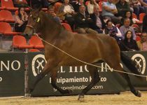 UREÑA RAM DE YEGUADA BATAN ESPAÑA QUINTA POSICION EN YEGUAS DE 4 AÑOS