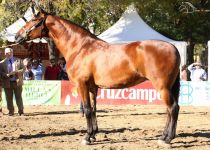 UREÑA RAM DE YEGUADA BATAN PLATA EN YEGUAS 4 AÑOS