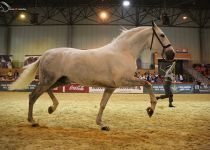 VAGABUNDO XX DE ANTONIO DURAN CAMPEON DEL MUNDO 2016