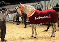VAGABUNDO XX DE ANTONIO DURAN CAMPEON DEL MUNDO 2016 2
