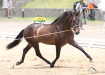 VERAGUERO JOCHA III  DE GANADERO JC SUBCAMPEON JOVEN DEL CONCURSO