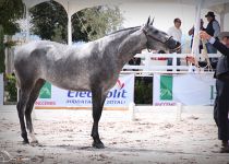 VIRREINA DE TAL DE Y. SANTA ISABEL BRONCE Y MEJORES MOVIMIENTOS EN POTRAS DE DOS AÑOS