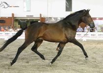 VISTOSO RJ DE  Y. LA CIERVINA CAMPEON JOVEN DE MEJORES MOVIMIENTOS