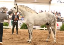 W CARDIEL SAN FERNANDO CAMPEON DEL CONCURSO. YEGUADA SANTA ELENA